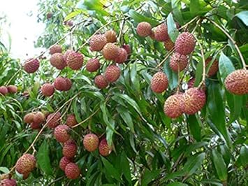Leeche Fruit Seeds -NON GMO Seeds - 100 pcs